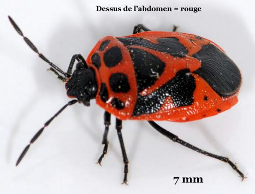 Réf. 38 596 : Eurydema dominulus