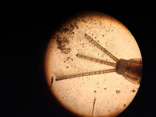 Cloeon sp.