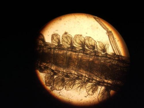 Cloeon sp.