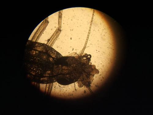 Cloeon sp.