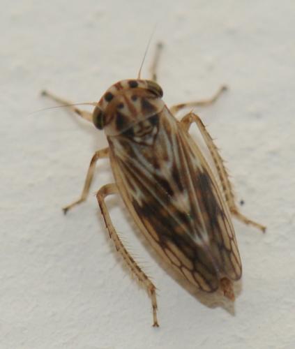 Agallia consobrina