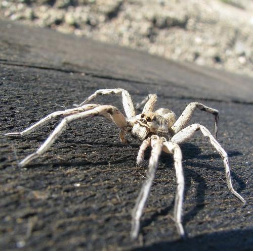 Lycosa tarantula