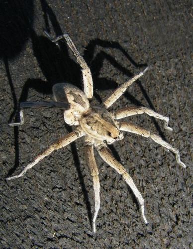 Lycosa tarantula