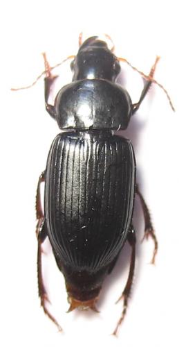 Réf. 38 407 : Harpalus sp.
