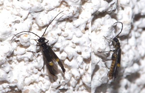 Réf. 38 221 : Malthodes sp.