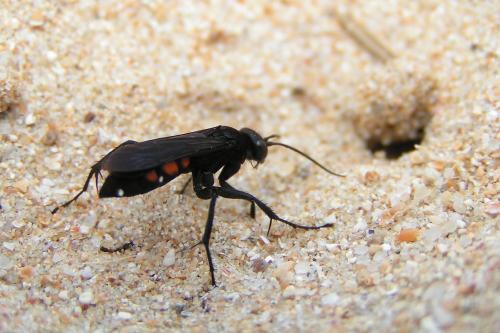 Réf. 38 443 : Anoplius viaticus