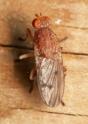 Réf. 38 281 : Suillia sp.