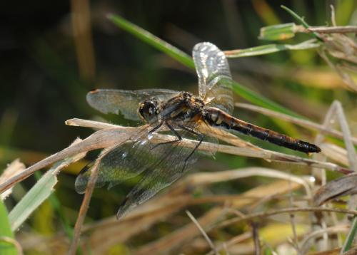 Réf. 38 419 : Sympetrum danae