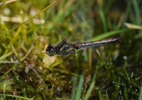 Réf. 38 418 : Sympetrum danae