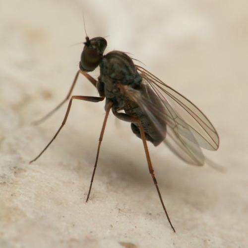 Medetera sp.