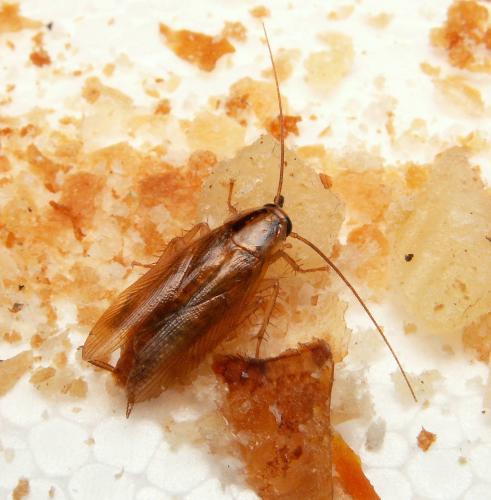 Blattella germanica