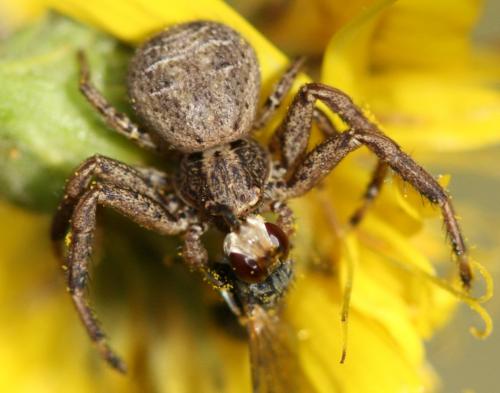 Xysticus sp.