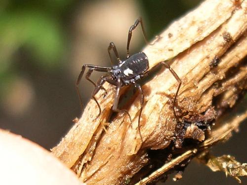 Nemastoma bimaculatum