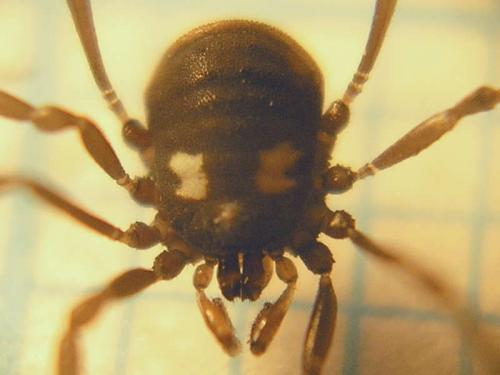 Nemastoma bimaculatum