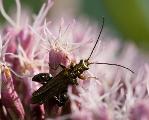 Oedemera flavipes