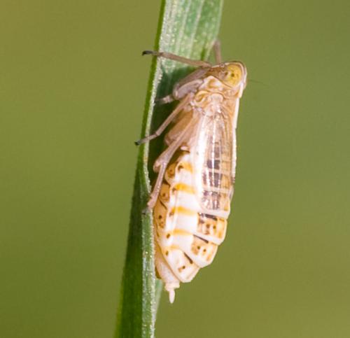 Réf. 38 980 : Ribautodelphax sp.