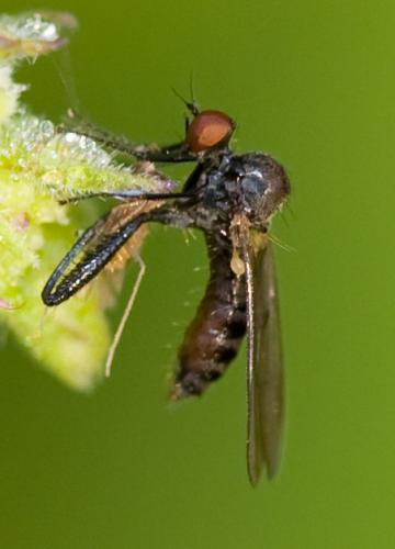 Hybos culiciformis