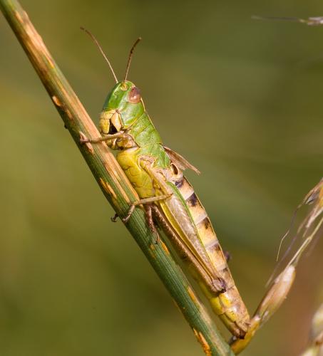 Réf. 38 119 : Pseudochorthippus parallelus