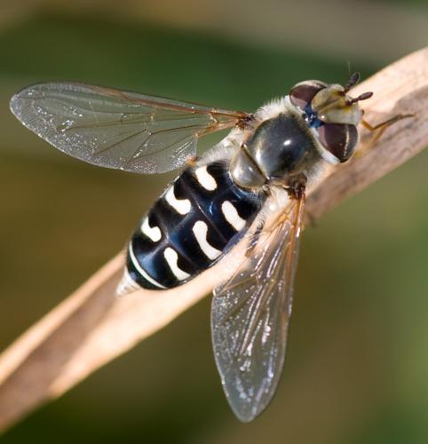 Réf. 38 151 : Scaeva pyrastri