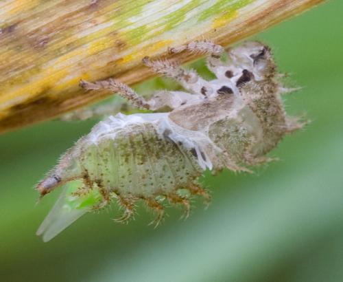 Stictocephala bisonia