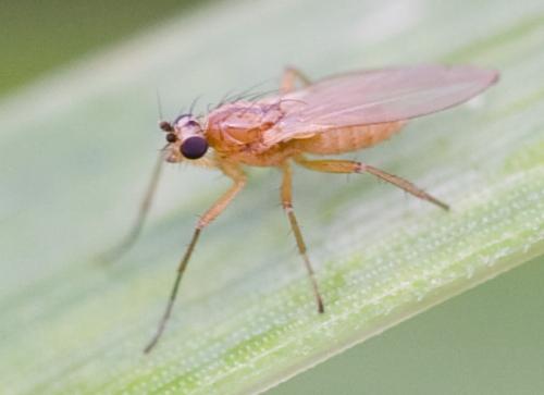 Lonchoptera sp.