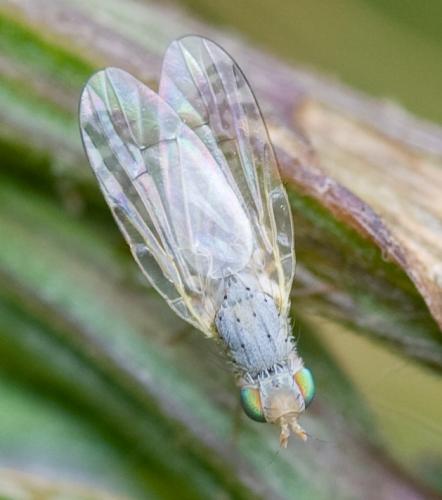 Réf. 38 493 : Acanthiophilus helianthi