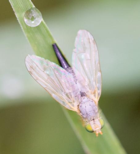 Réf. 38 494 : Acanthiophilus helianthi