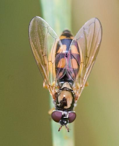 Melanostoma mellinum