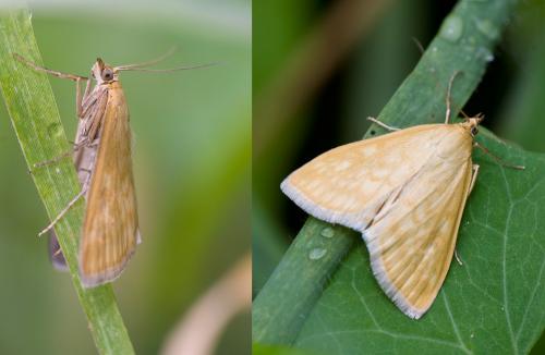 Réf. 38 497 : Sitochroa verticalis