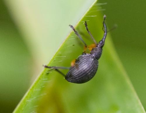 Protapion sp.