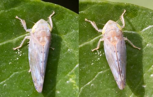 Réf. 38 659 : Synophropsis lauri