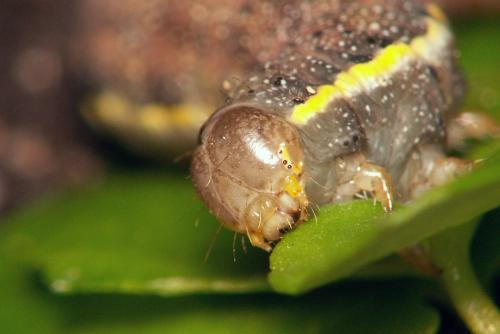 Lacanobia oleracea