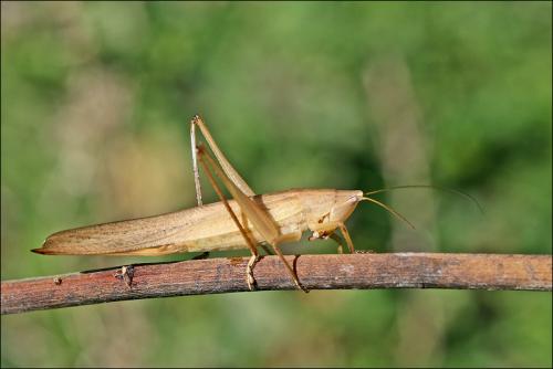 Réf. 38 919 : Ruspolia nitidula