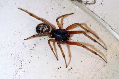 Réf. 38 000 : Steatoda nobilis