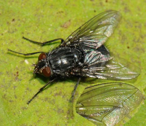 Calliphora vicina