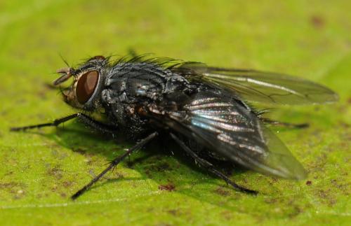 Réf. 38 988 : Calliphora vicina