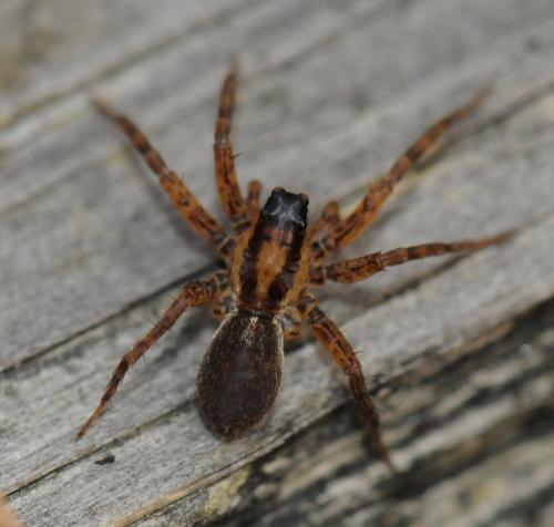 Pardosa nigriceps