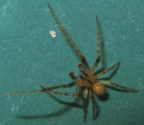Zygiella x-notata