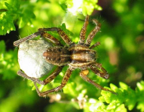 Réf. 38 570 : Pardosa nigriceps