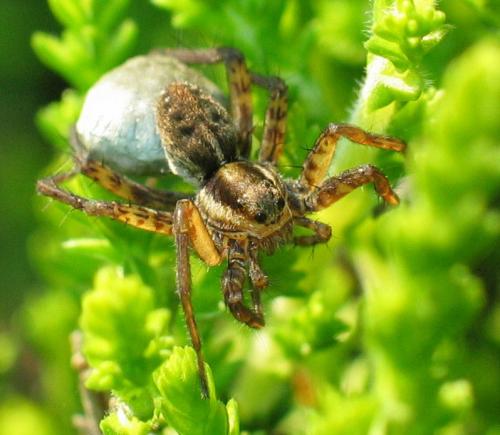 Pardosa nigriceps