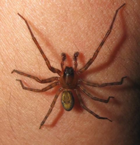 Amaurobius sp.