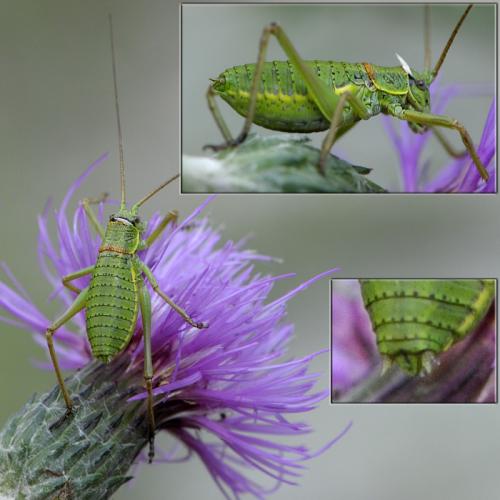 Ephippiger diurnus diurnus