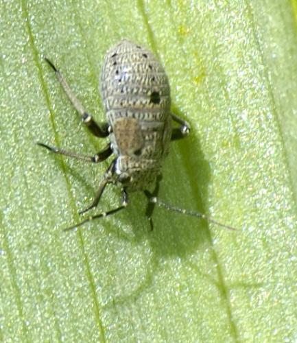 Euryopicoris nitidus