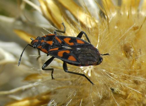 Réf. 38 144 : Spilostethus saxatilis