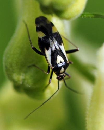 Réf. 38 095 : Grypocoris sexguttatus