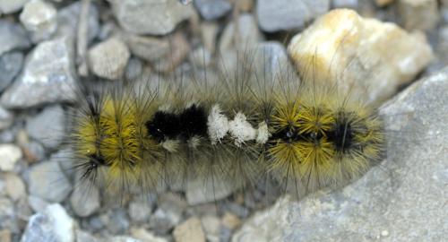 Dicallomera fascelina