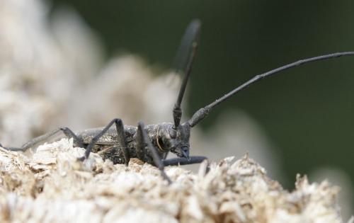 Réf. 38 525 : Monochamus sp.