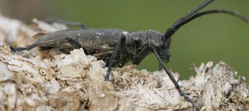Réf. 38 526 : Monochamus sp.