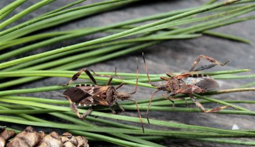 Leptoglossus occidentalis