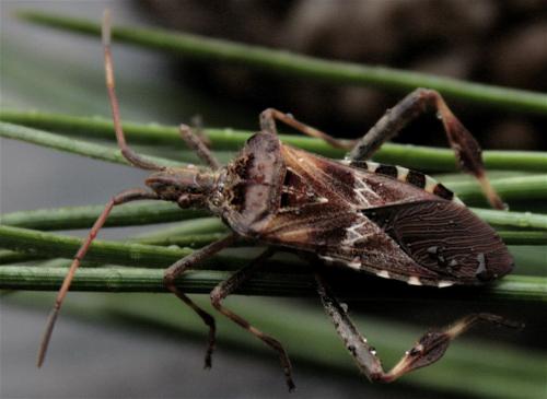Leptoglossus occidentalis